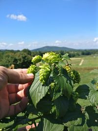 Hand holding plant growing on field against sky