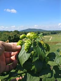 Hand holding hops plant growing on field against sky