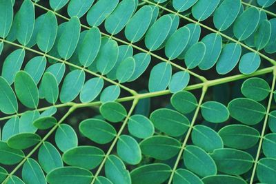 Close-up of green leaves