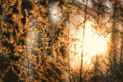 Plants growing during sunset