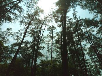 Low angle view of trees in forest