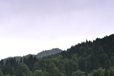 Low angle view of trees against clear sky