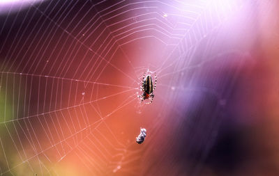 Spider on web