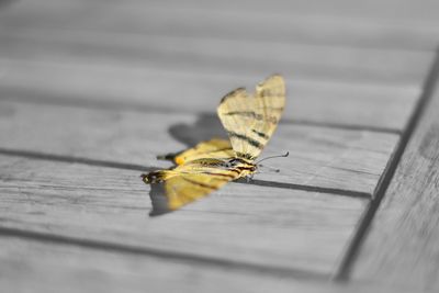 Close-up of insect on wooden plank