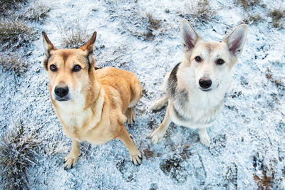 High angle view of dogs in snow