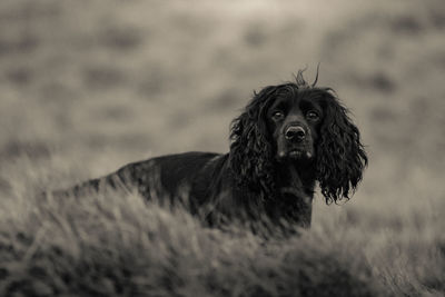 Portrait of dog on field