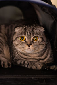 Close-up portrait of tabby cat