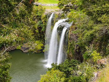 Scenic view of waterfall in forest