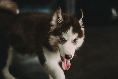Close-up of siberian husky on floor at home