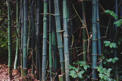 Close-up of bamboo plants in forest