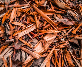 Full frame shot of dry leaves