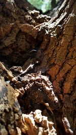 Close-up of lizard on tree trunk