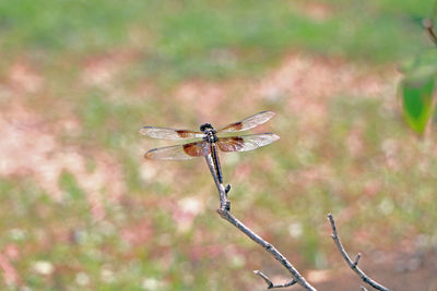Close-up of damselfly perching on stem