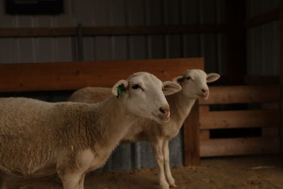 Sheep standing in stables 