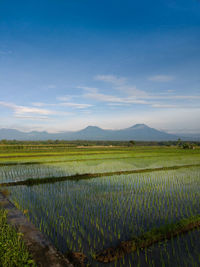 Mountains, rice field and blue sky landscape.