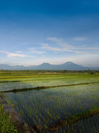 Scenic view of field against sky during sunset