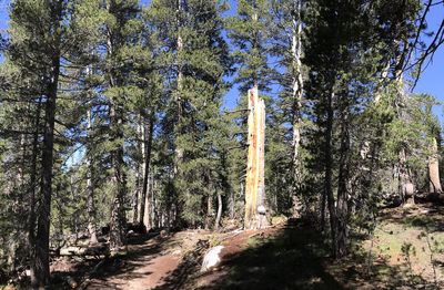 Low angle view of trees in forest