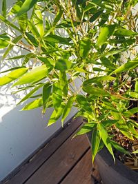 Plant growing on wood