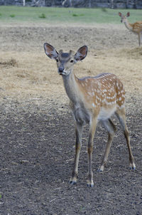 Sika deer close-up on a reindeer farm. the most endangered species of deer. foreground. wild farm.