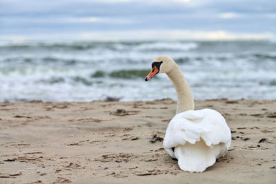 White mute swan sitting and resting on sandy beach hear blue baltic sea. winter seascape.