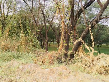 Trees growing in field