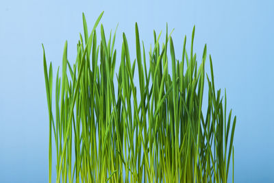 Close-up of plants against clear sky