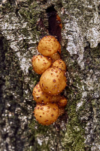 High angle view of mushrooms growing on tree trunk