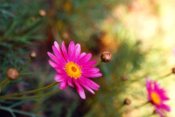 flower, petal, freshness, fragility, flower head, growth, beauty in nature, focus on foreground, blooming, close-up, nature, plant, pollen, purple, pink color, in bloom, single flower, selective focus, day, no people