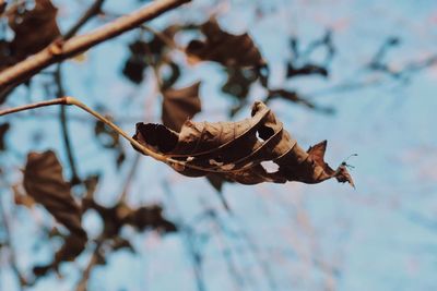 Brown leaf and blue sky