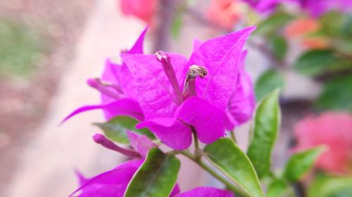 Close-up of purple flowering plant