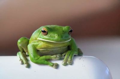 Portrait of green lizard