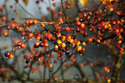 Branch with apples of paradise. selective focus on apples with drops of rain in blurred background. 