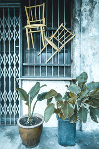 Close-up of potted plant against window of building