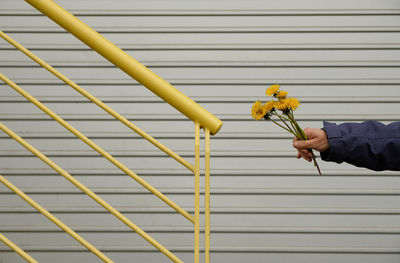 Low angle view of hand holding yellow flowering plant