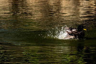 Bird swimming in lake