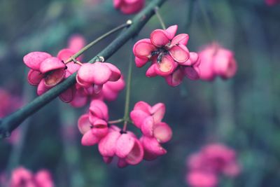 Close-up of pink flowering plants