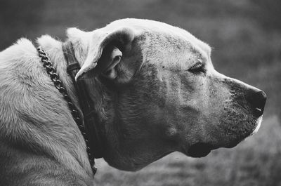 Close-up of dog