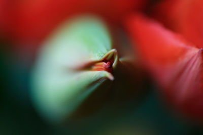 Close-up of red rose flower