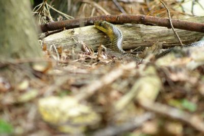 Close-up of snake