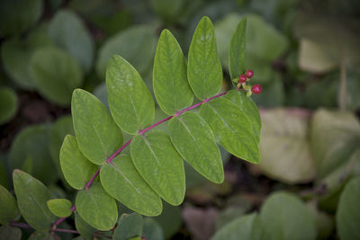 Close-up of insect on leaf