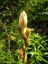 Close-up of white flowering plant