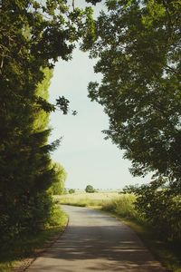 Empty road along trees