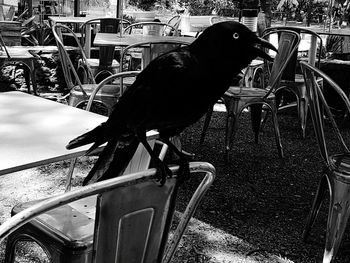 Close-up of bird perching on chair