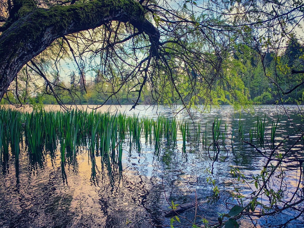 REFLECTION OF TREE IN LAKE