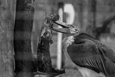 Close-up of marabou stork feeding on meat at zoo