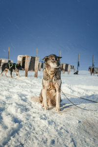 Dogs walking on snow covered field