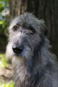 Vertical frontal closeup of beautiful grey irish wolfhound in garden, with tree in the background