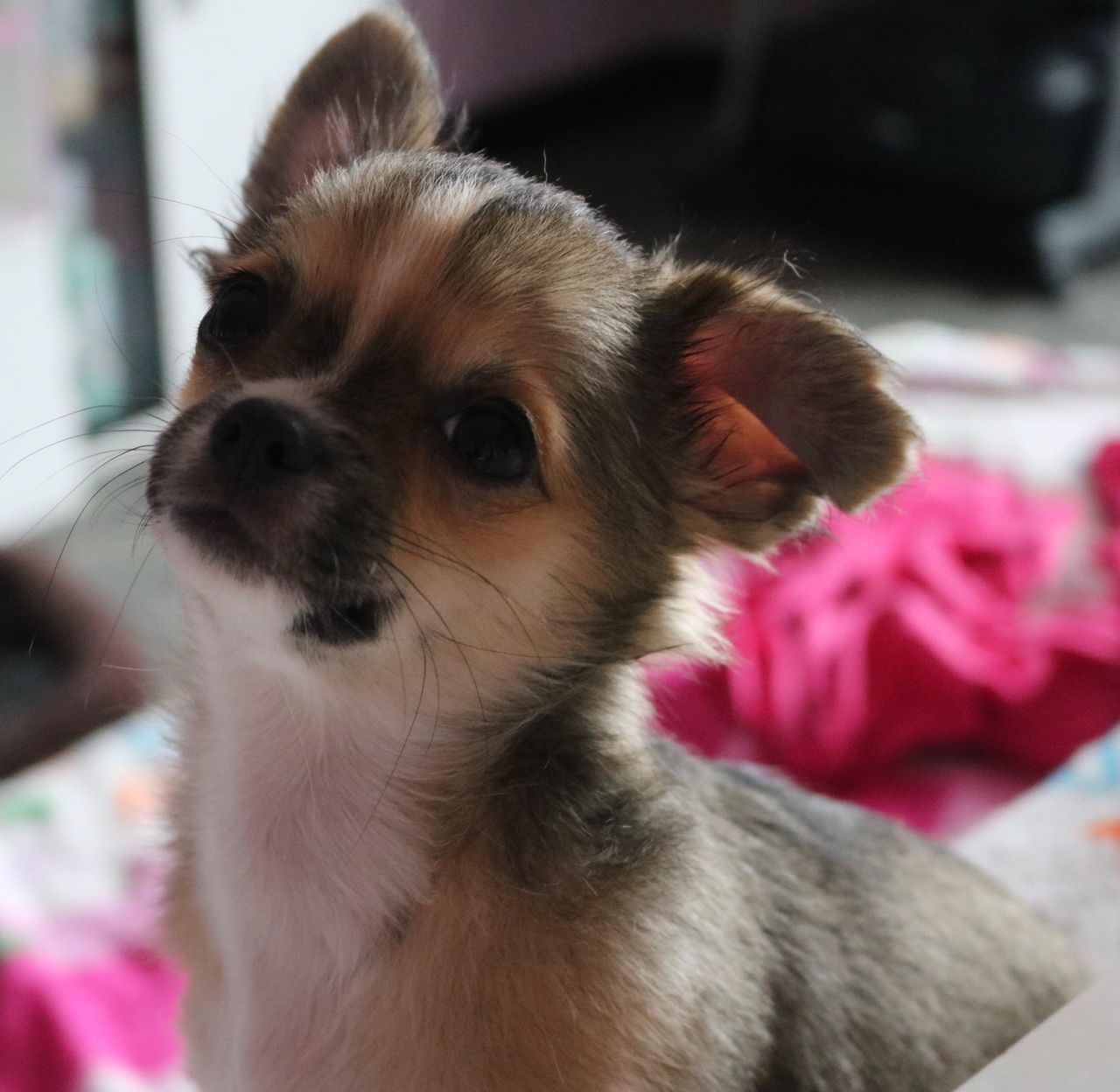 CLOSE-UP OF A DOG LOOKING AWAY