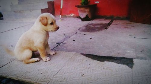 Dog on floor