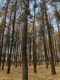 Low angle view of bamboo trees in forest